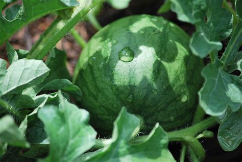 Watermelon - Sugar Baby - Premier Seeds Direct