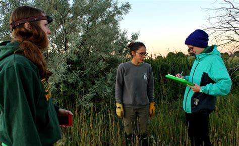From Pests To Puzzle Solvers, Scientists Study Laramie's Raccoons ...