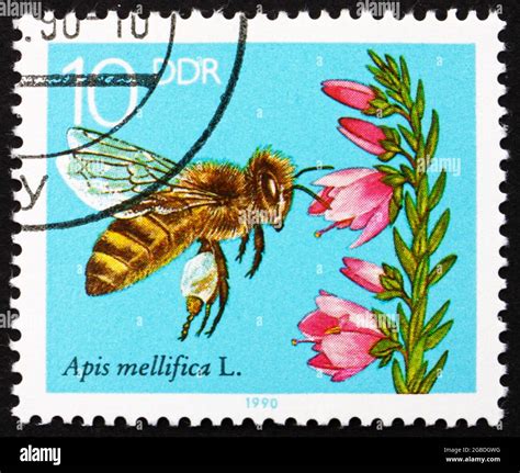 GDR - CIRCA 1990: a stamp printed in GDR shows Blooming Heather, Bees Collecting Nectar, circa ...