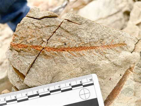 Paleontologists 的图像结果