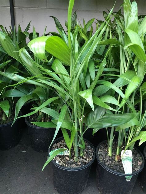Dwarf Bamboo Palm Plant