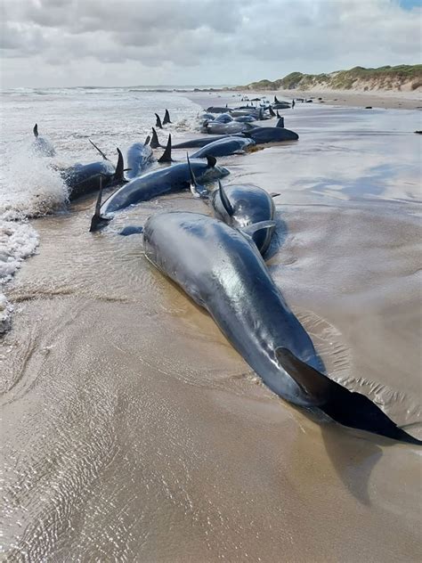 90 stranded false killer whales to be euthanized in Tasmania after ...