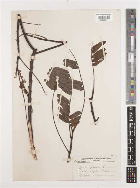 Chamaecrista gracilis (Kunth) Pittier | Plants of the World Online ...