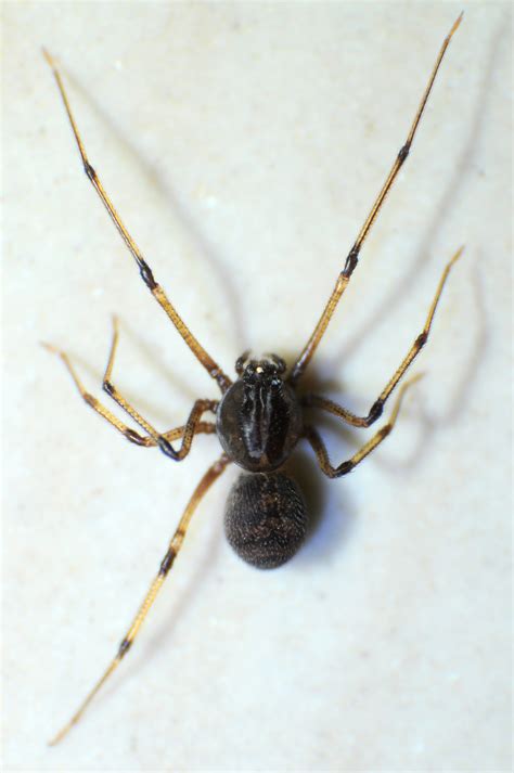 scytodes-fusca-dsc_0618 – Araneae of India