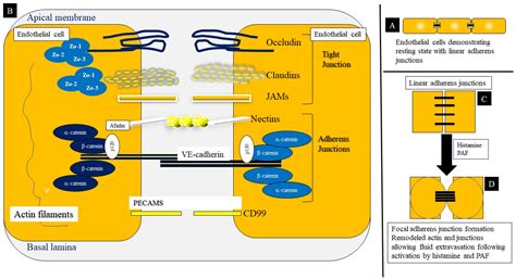 Mechanisms Governing Anaphylaxis: Inflammatory Cells, Mediators ...