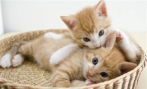 猫 画像 に対する画像結果