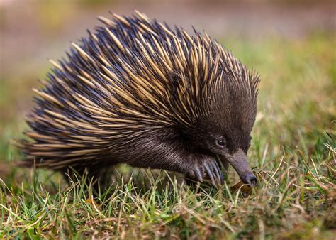 Echidna Leanbh