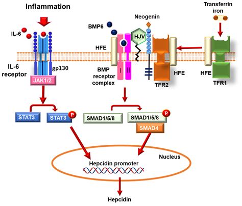 RGM Family Involved in the Regulation of Hepcidin Expression in Anemia ...