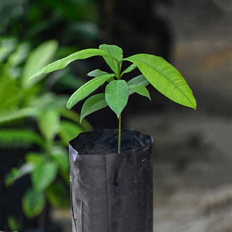Madrono Fruit Plants (Garcinia Madruno) – veliyathgardens