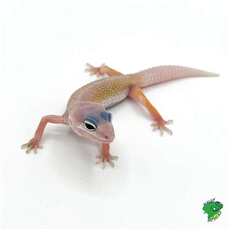Blizzard Leopard Gecko