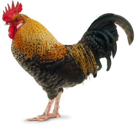 What Is A Cockerel? | Rooster Facts | DK Find Out