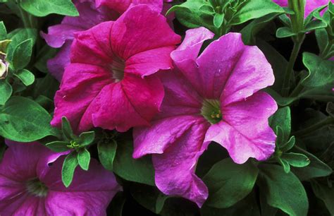How to Choose the Right Petunia