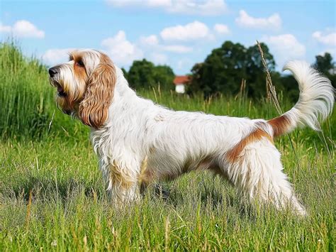 Grand Basset Griffon Vendéen: The Loyal French Hunting Dog