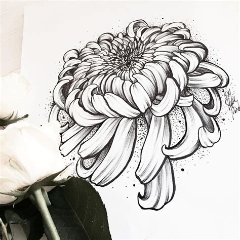 Chrysanthemum Drawing at PaintingValley.com | Explore collection of ...