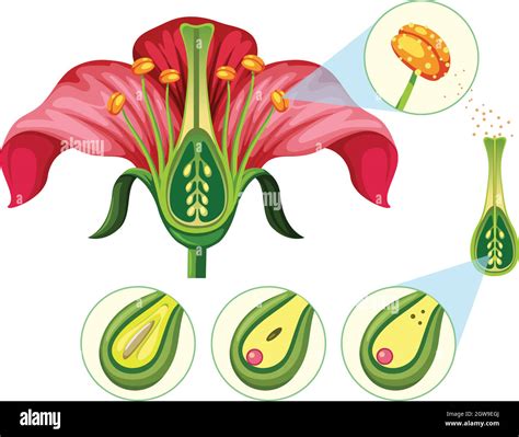 Plant Reproduction Diagram For Kids