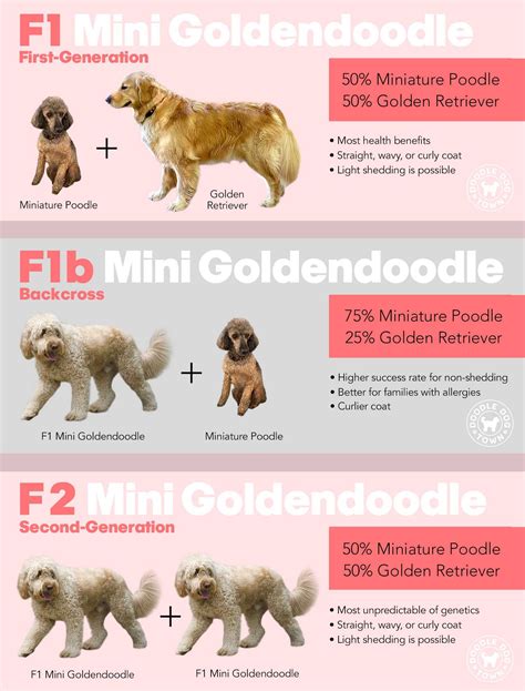 Goldendoodle Size Chart | Goldendoodle, Standard goldendoodle, Puppy ...