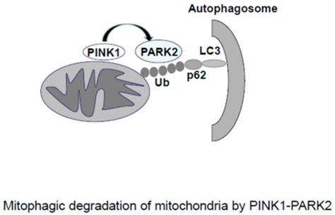 Cells | Special Issue : Mitochondrial Biology in Health and Disease