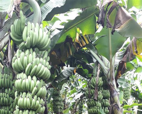 Customer_review : Plant Biotech, Floriculture & Horticulture