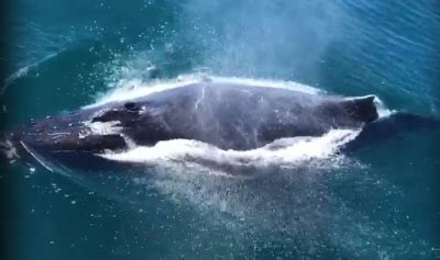 Australian man fined for rescuing whale from sea nets