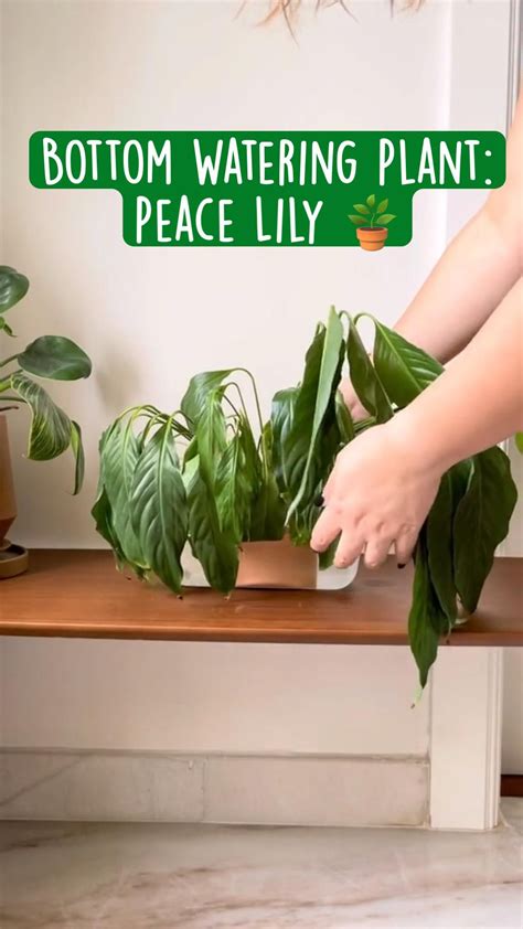 Peace lily plant care how to grow spathiphyllum – Artofit