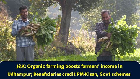 J&K: Organic farming boosts farmers' income in Udhampur; Beneficiaries ...
