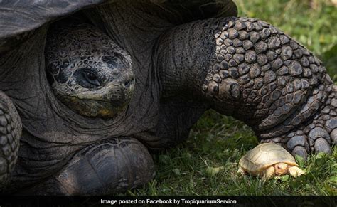 "अनोखा कछुआ, जो पहले कभी नहीं देखा गया"...चिड़ियाघर की फोटो हो रही ...