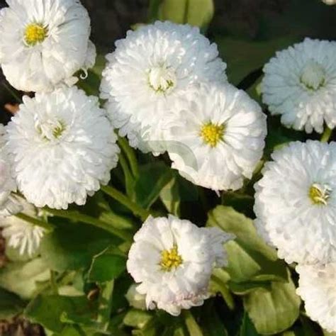 Daisy Double Monstrosa Bellis perennis White Seeds – Elegant White ...