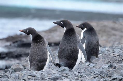 南极萌宠 马可罗尼企鹅 - 知乎