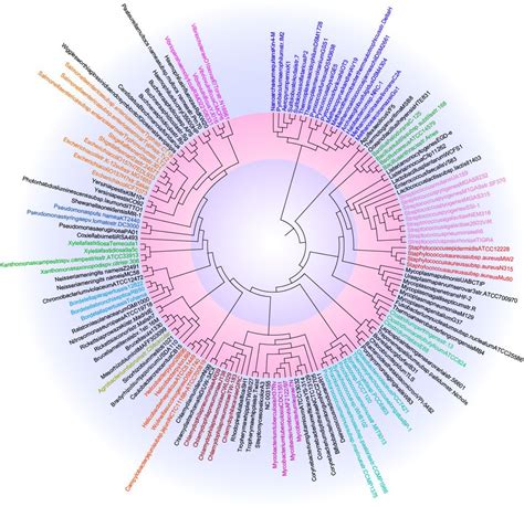 Tree of Life 的图像结果
