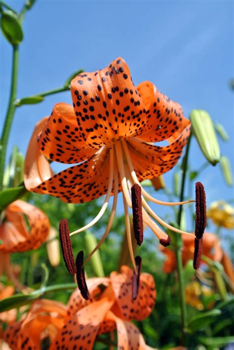 Tiger Lily Flower Pink Giant Tiger Lily (2/bag) – Wild & Son