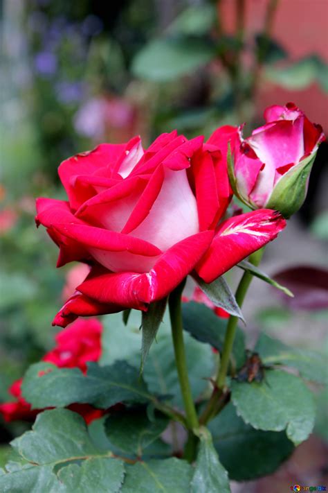 Rosebush roses rose flower № 20664