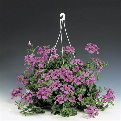 Buy Tornado™ Formula Trailing Geranium (Syngenta Flowers) Online ...