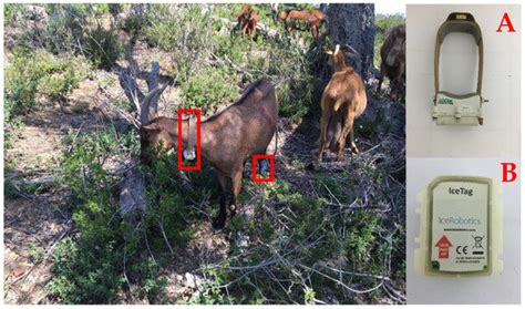 Estimation of Grazing Activity of Dairy Goats Using Accelerometers and ...