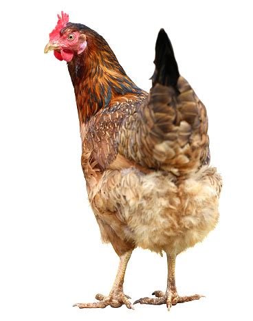 Image result for Hen Design Algorithm