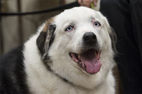 Mini Aussie Husky Mix Willow & Cash Miniature Australian Shepherd