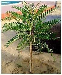 Lakshmi Taru, paradise tree, simarouba glauca LIVE PLANT : Amazon.in ...