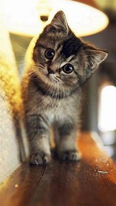 Iphone 6 Wallpaper Kittens by Cat Wallpaper Iphone 2020 3d Iphone Wallpaper Iphone 6 Wallpaper Kittens
