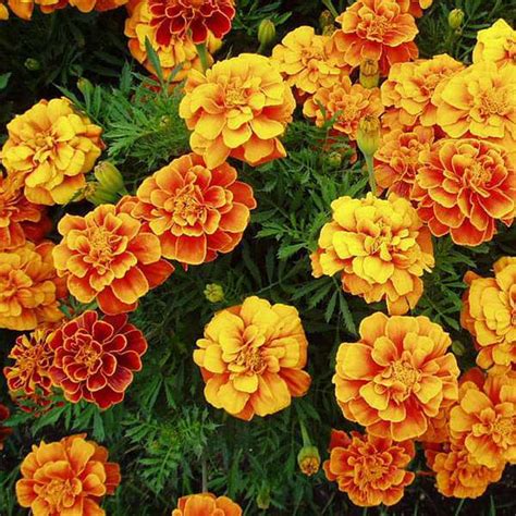 Buy Marigold Seeds online from Nurserylive at lowest price.