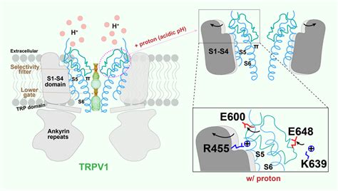 Trpv1structure Illustration 的图像结果