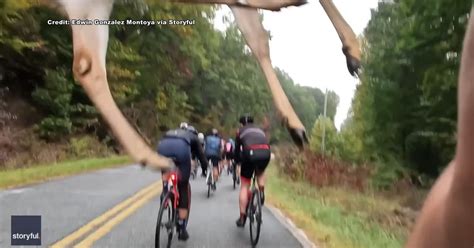 Deer leaps over startled bicyclist in South Carolina | FOX 9 ...