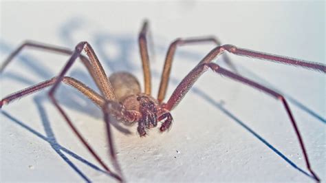 The Brown Recluse Spider - Identification and Control • Gecko Pest Control