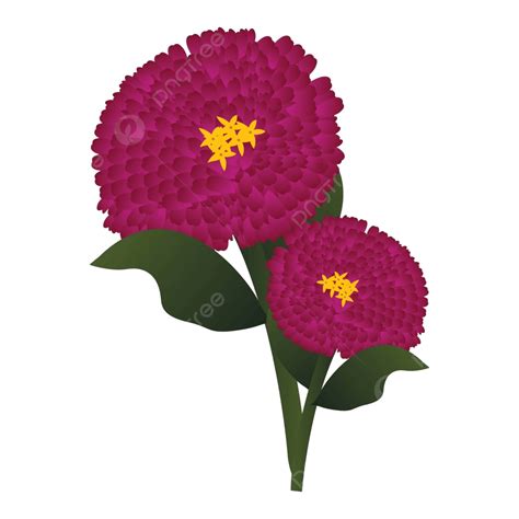 Green Leaves Accentuate Vector Illustration Of Vibrant Pink Zinnias Vector, Colorful, Blossom ...
