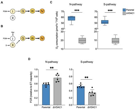 VDAC1 Knockout Affects Mitochondrial Oxygen Consumption Triggering a Rearrangement of ETC by ...