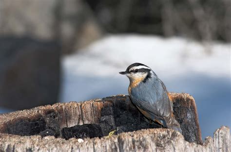 How Do Birds Hear? | Britannica