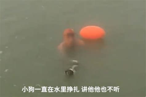 安徽一男子多次将狗闷在河水中挣扎，可恶至极！_宠界新闻