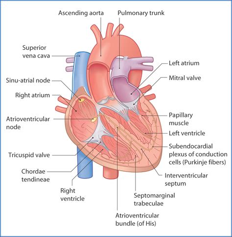 Muscles Of The Heart Anatomy