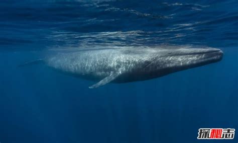科学家研究发现，蓝鲸的声音变得日益低沉，原因至今不明 - 每日头条