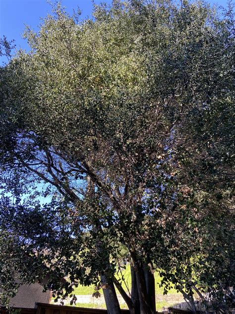 What’s wrong with our Coastal Live Oak? : r/arborists