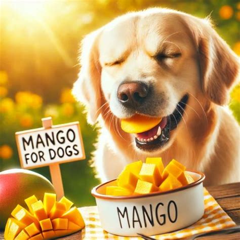 Mango for Dogs | Safe & Healthy Treats for Pets – AlphonsoMango.in