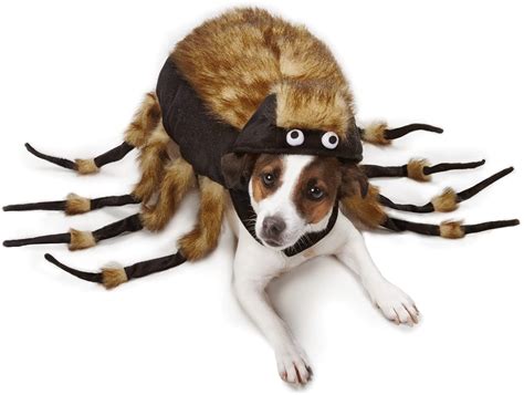 This Tarantula Dog Costume Turns Your Pooch Into a Giant Spider For ...